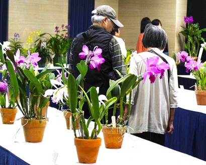 会場に並ぶ洋蘭の鉢植えとそれを鑑賞する来場者の写真