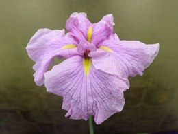 ハナショウブの花の写真3