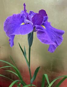 ハナショウブの花の写真1