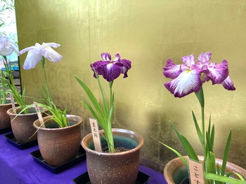 ハナショウブの鉢植の写真