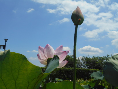 ハスの花と晴れた空の写真
