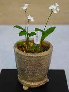 白い花を咲かせたイワチドリの写真