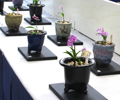 イワチドリの展示風景
