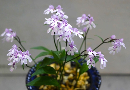 白い花弁に紫の斑点のような模様が付いたイワチドリの写真