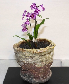 ピンクの花を咲かせたイワチドリの写真