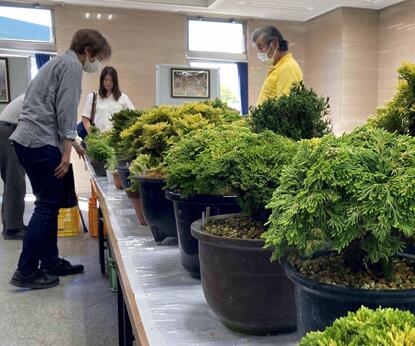 鉢植えの並んだいわひばを眺める来場者のようす