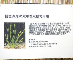 「琵琶湖岸の水中を水槽で再現」と書かれた説明カードの写真。