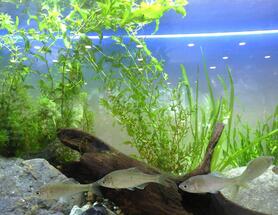 水中の水草や魚のようす