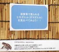 「滋賀県で見られるヒキガエル（ガマガエル）を見比べてみよう」と書かれている説明カード。