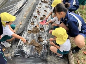 中学生が幼児と一緒に春大根の種を植えている様子の写真