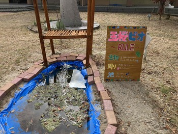 校内につくられたビオトープの写真