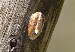 ハラビロカマキリの卵