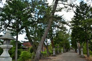 志那神社参道のクロマツ