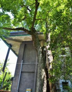 小汐井神社のクロガネモチとムクノキ