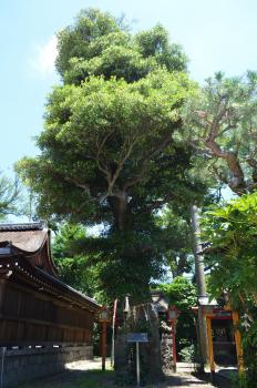 伊砂砂神社のモッコク