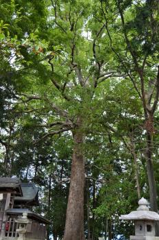 天神社のクスノキ