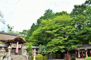 老杉神社