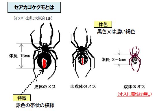 セアカゴケグモのイラスト