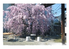 佛乗寺の桜