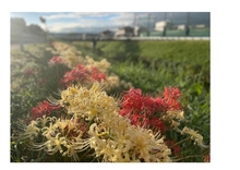 紅白の彼岸花
