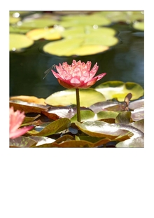 ハスの花
