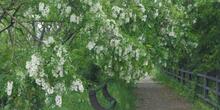 野池のニセアカシアの花