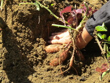 さつまいも掘りの様子1