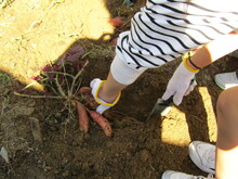 さつまいも掘りの様子2