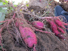 収穫できたさつまいも