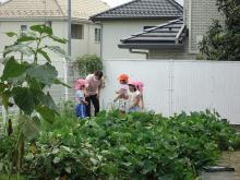 サチマイモ畑