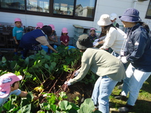 親子でいもほりをしている写真