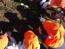 芋を掘っている写真