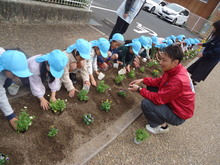 花苗を植えている写真