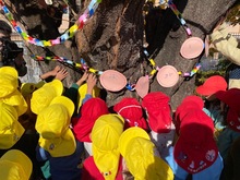 3歳児が桜の木を触っている写真