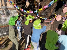 5歳児が桜の木を触っている写真