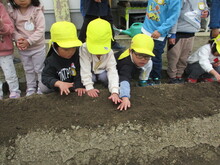 畑に穴を掘っている写真