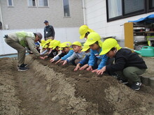 種芋を植えている写真