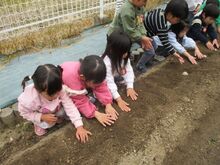 種芋を植えている写真