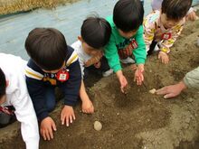 種芋に土をかけている写真