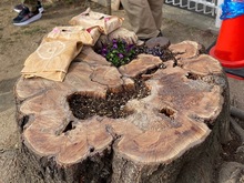切り株に花を植えた写真