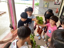 野菜を収穫している写真