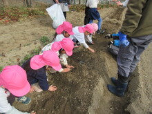 ジャガイモを植えているようす