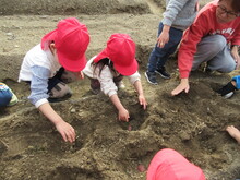 2番目は3歳児が植えました
