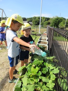 おおきくなあれと声をかけながら、水やりを頑張っています