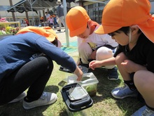 園庭でバッタを見つけたよ