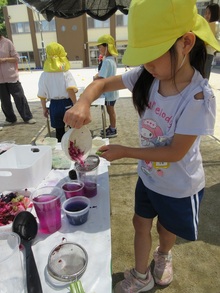 花びらを使って、いろいろな色水づくりを楽しんでいます