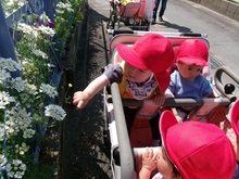 散歩車から植物を指さすこどもの写真