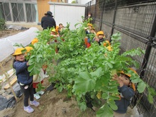 ダイコンが大きく育ちました。