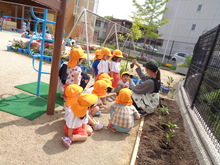 3歳児です。ピーマンの苗の植え方を先生から聞いています。