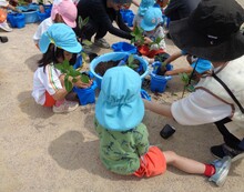 4歳児です。自分の植木鉢に土から用意して入れて、ピーマンの苗を植えています。